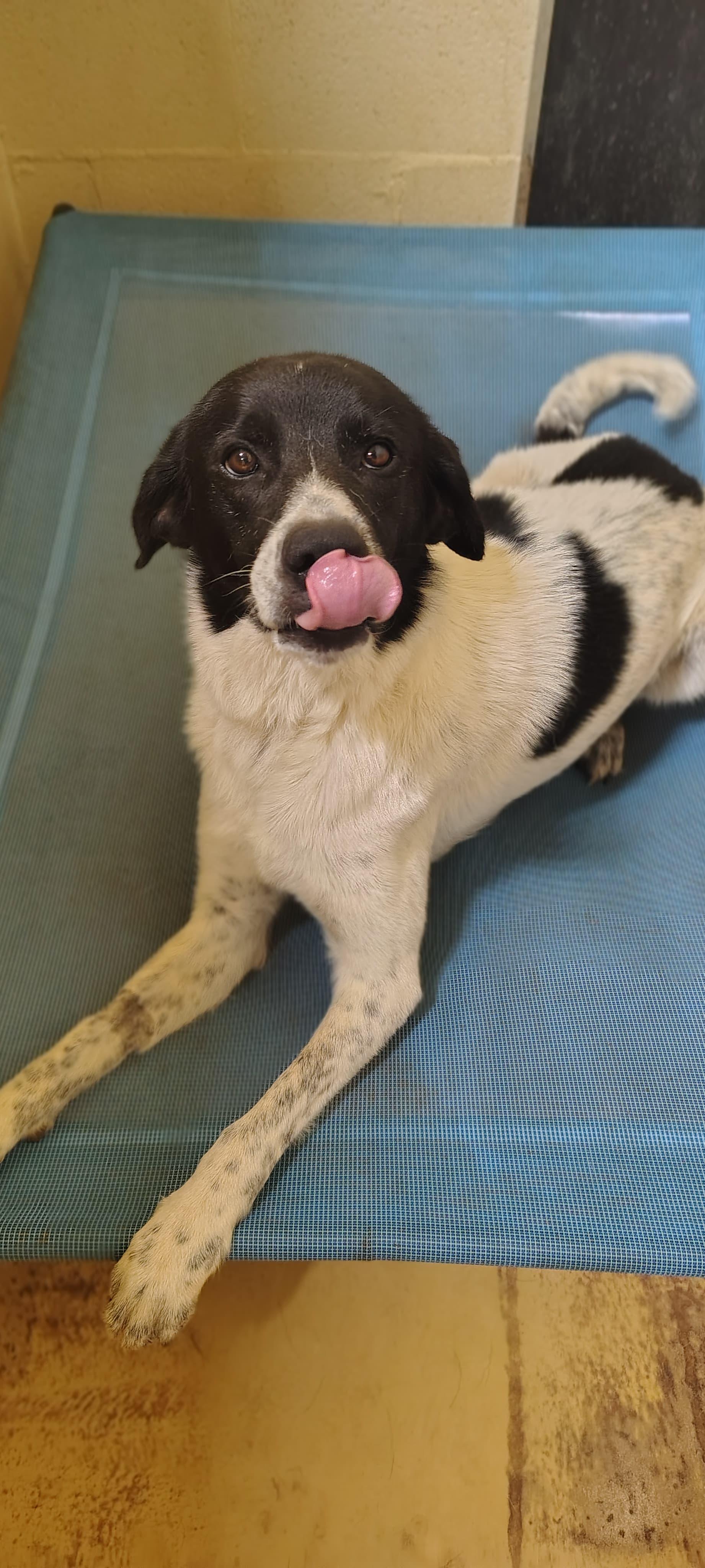 Jodi, an adopted mixed breed in Marble Falls, TX image 3/3