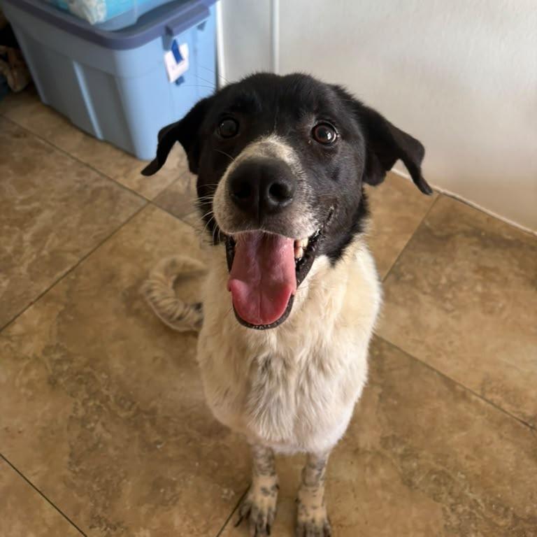 Jodi, adopted, Adult Female German Shorthaired Pointer & Great Pyrenees.