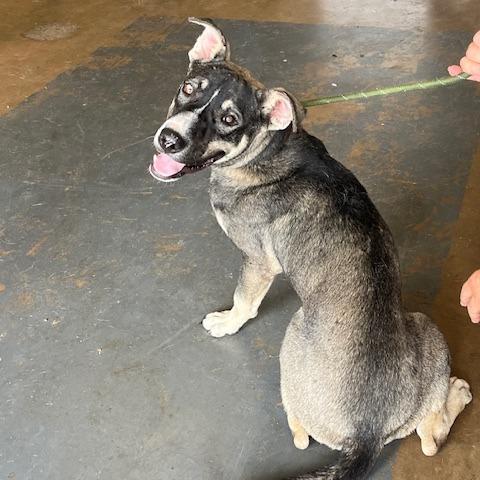 Ranger fka Balto, Adoptable, Adult Male Husky.