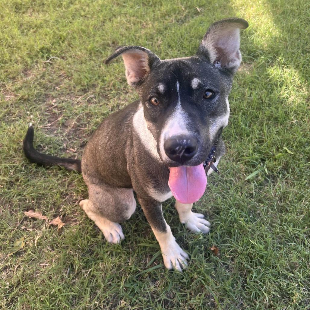 Enlarge Ranger fka Balto, a Adoptable mixed breed in Denison, TX image 4/6