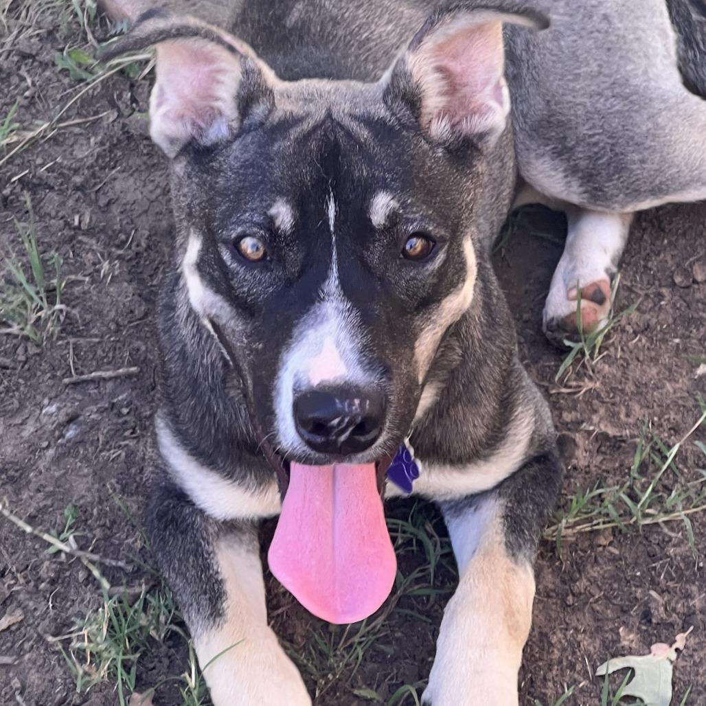 Enlarge Ranger fka Balto, a Adoptable mixed breed in Denison, TX image 5/6