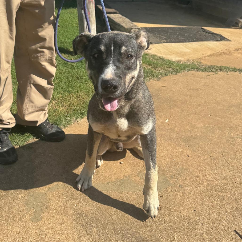 Enlarge Ranger fka Balto, a Adoptable mixed breed in Denison, TX image 6/6