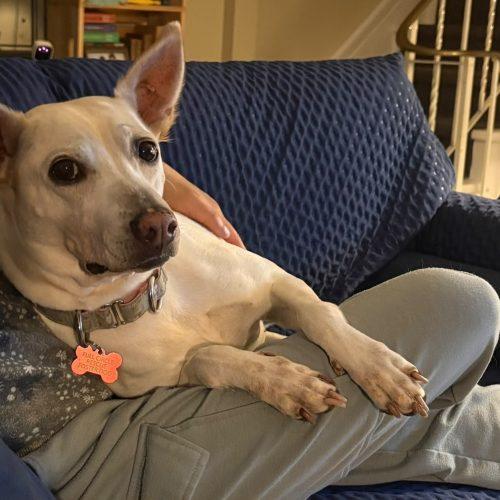 Enlarge Conchita, a Adoptable mixed breed in Sunderland, ON image 1/5