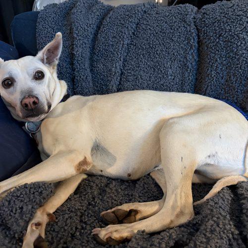 Conchita, Adoptable, Adult Female Mixed Breed.