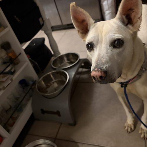 Conchita, a Adoptable mixed breed in Sunderland, ON image 2/5