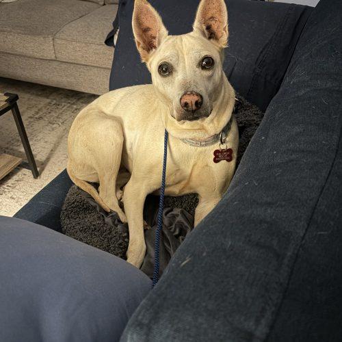 Conchita, a Adoptable mixed breed in Sunderland, ON image 3/5