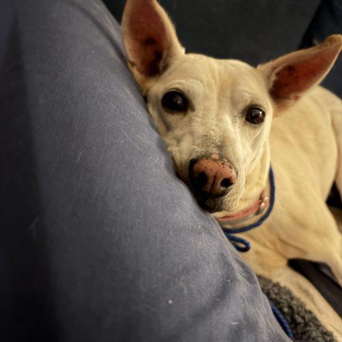 Conchita, a Adoptable mixed breed in Sunderland, ON image 4/5
