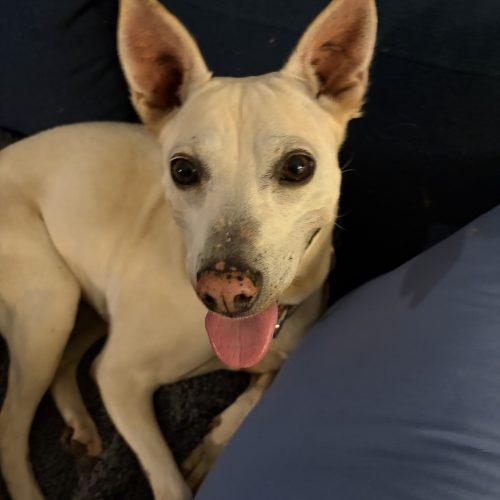 Conchita, a Adoptable mixed breed in Sunderland, ON image 5/5