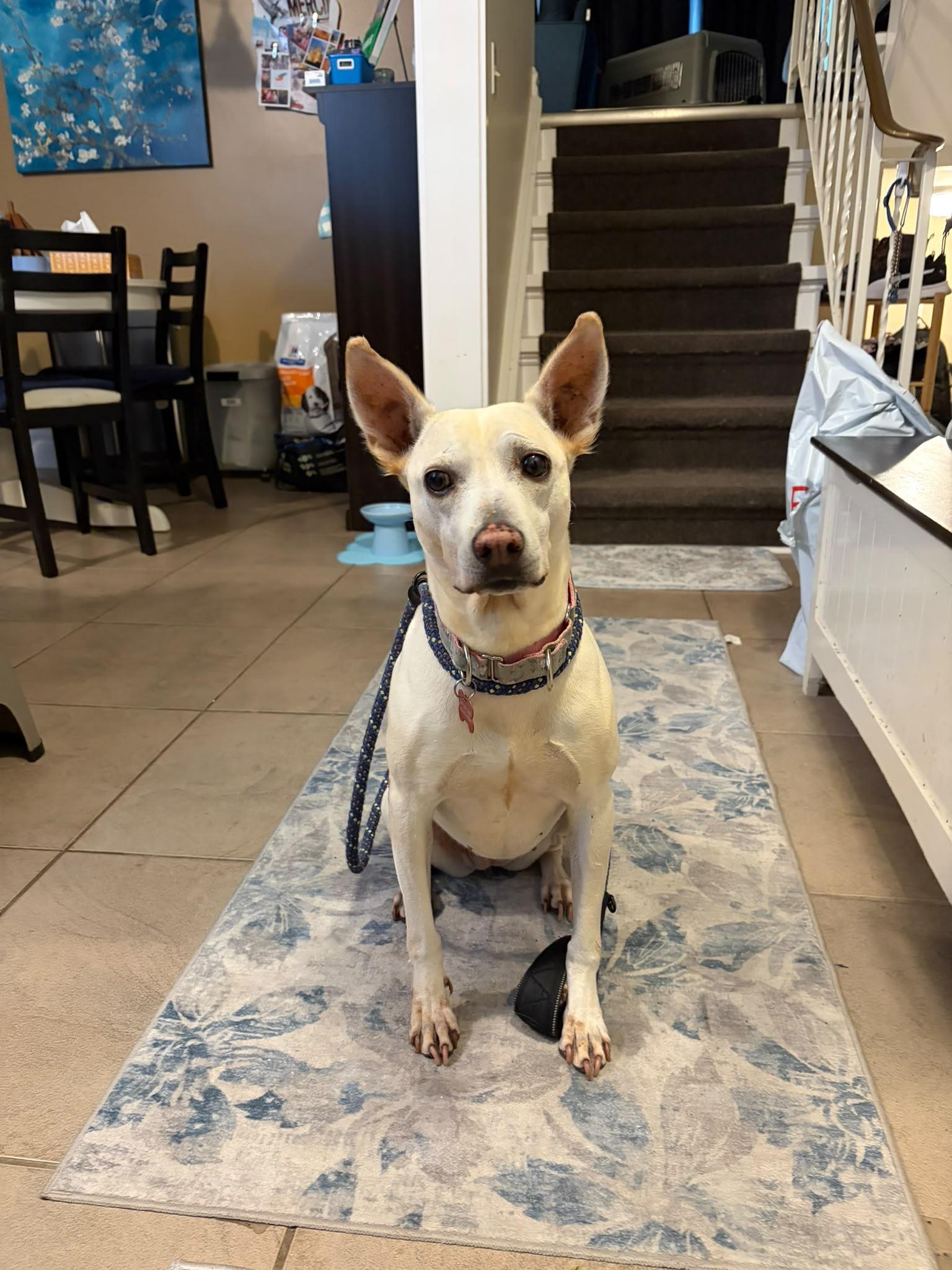Conchita, a Adoptable mixed breed in Sunderland, ON image 5/6