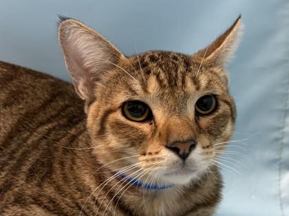 Ben, Adoptable, Adult Male Domestic Short Hair & Domestic Short Hair.