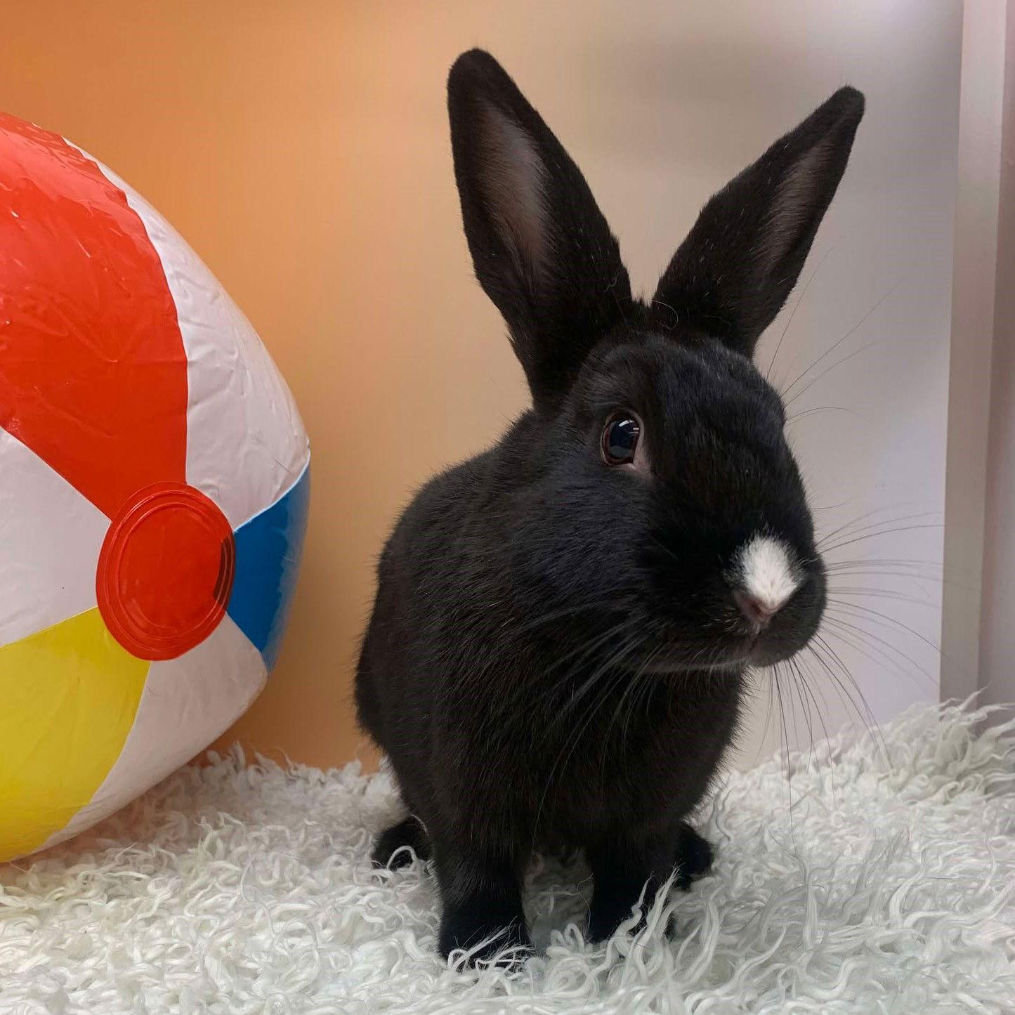 Rutabaga, Adopted, Young Female Bunny Rabbit.