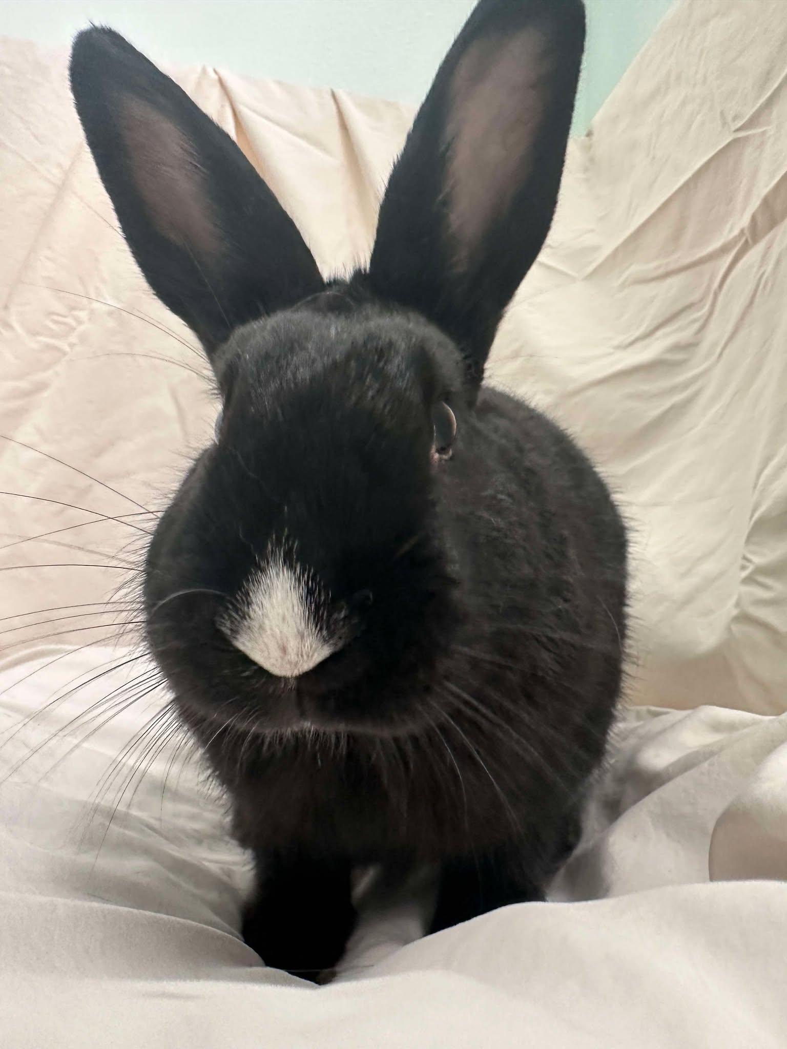 Enlarge Rutabaga, a Adopted Bunny Rabbit in Milwaukie, OR image 2/3