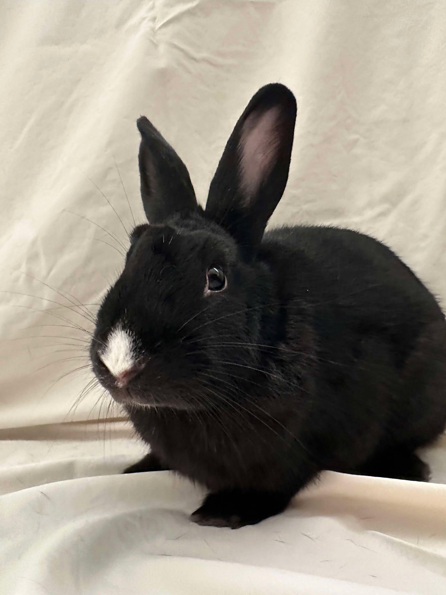 Enlarge Rutabaga, a Adopted Bunny Rabbit in Milwaukie, OR image 3/3