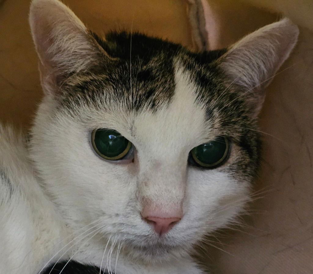 Gary, Adoptable, Adult Male Domestic Short Hair.