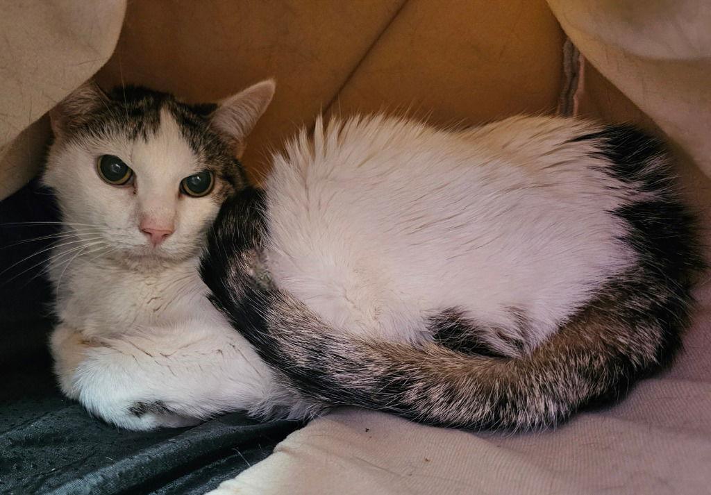 Gary, a Adoptable Domestic Short Hair in Lovingston, VA image 2/3