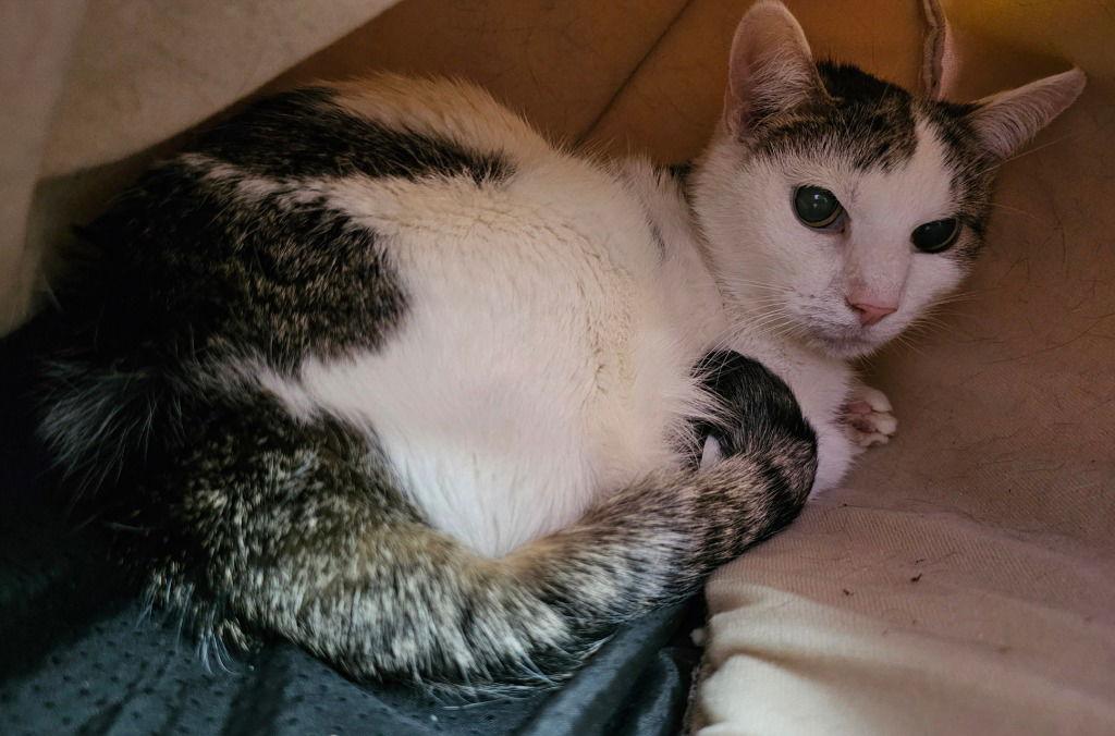 Gary, a Adoptable Domestic Short Hair in Lovingston, VA image 3/3