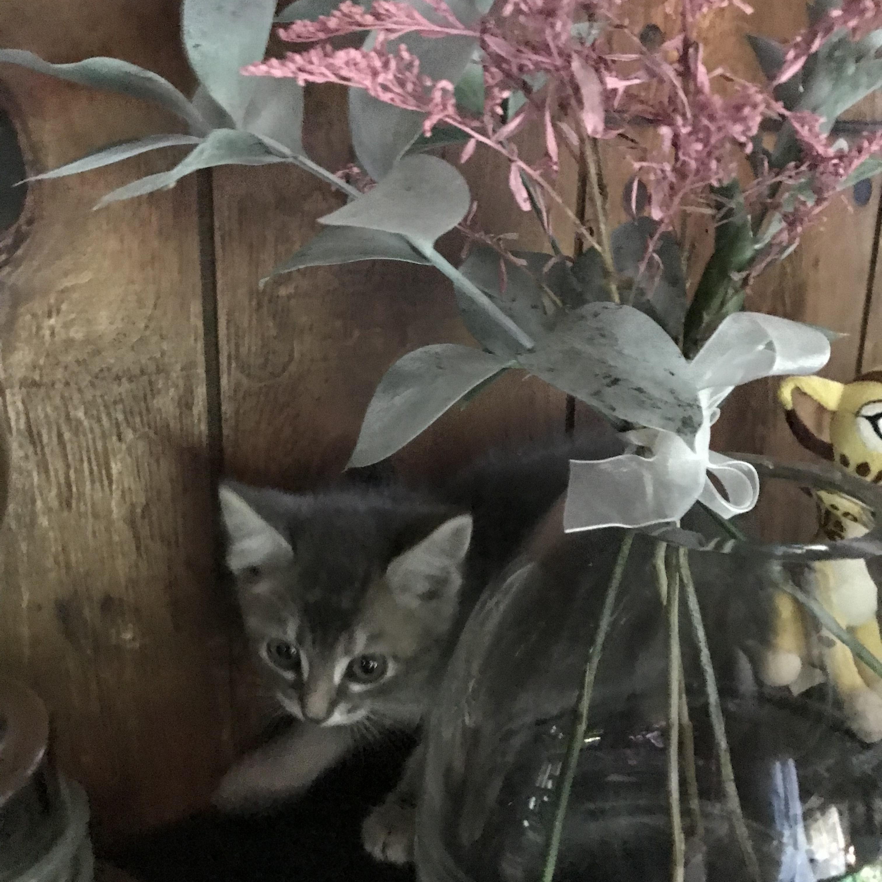 Enlarge Guinevere, a Adopted mixed breed in Memphis, TN image 2/6