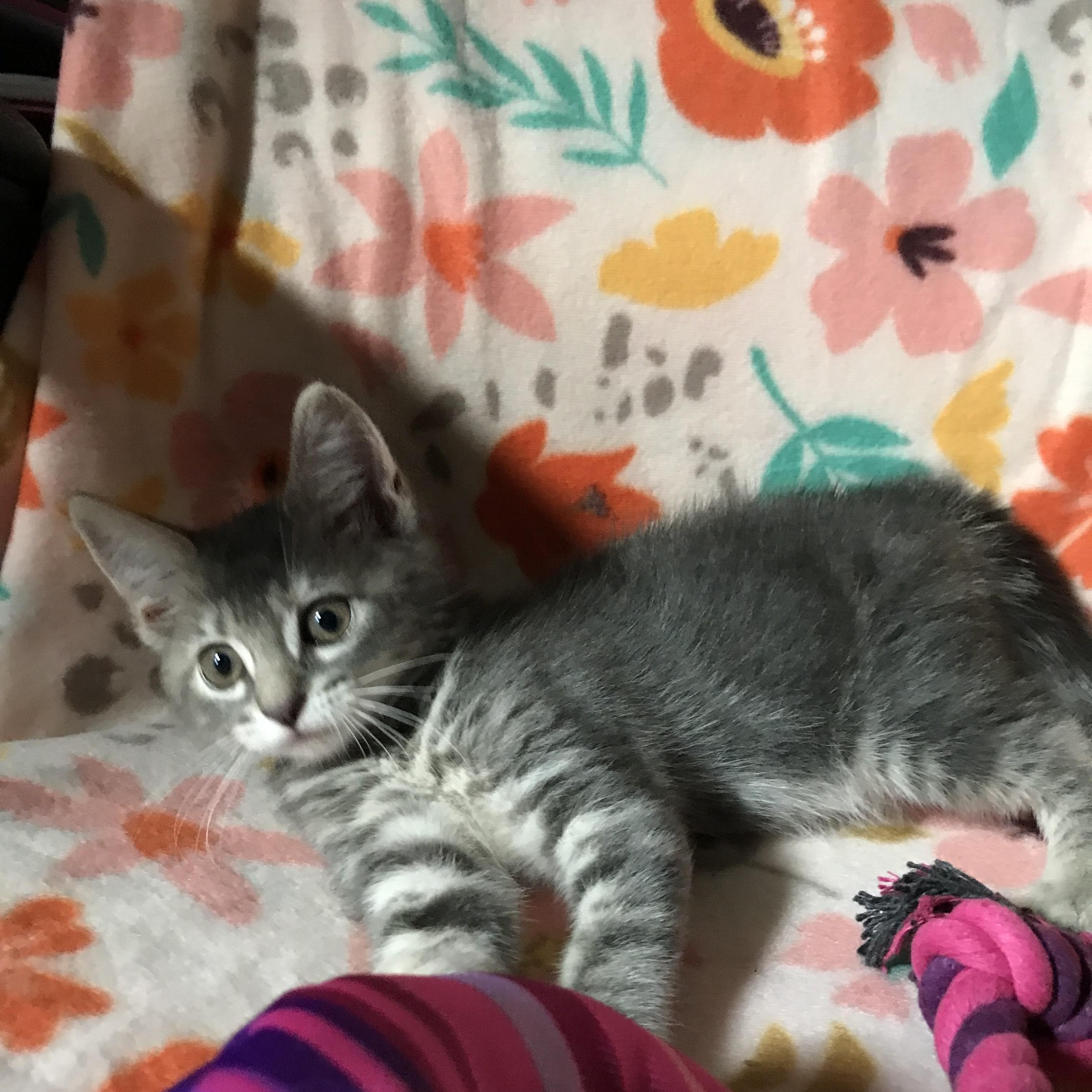 Guinevere, Adopted, Kitten Female American Shorthair & Ragdoll.