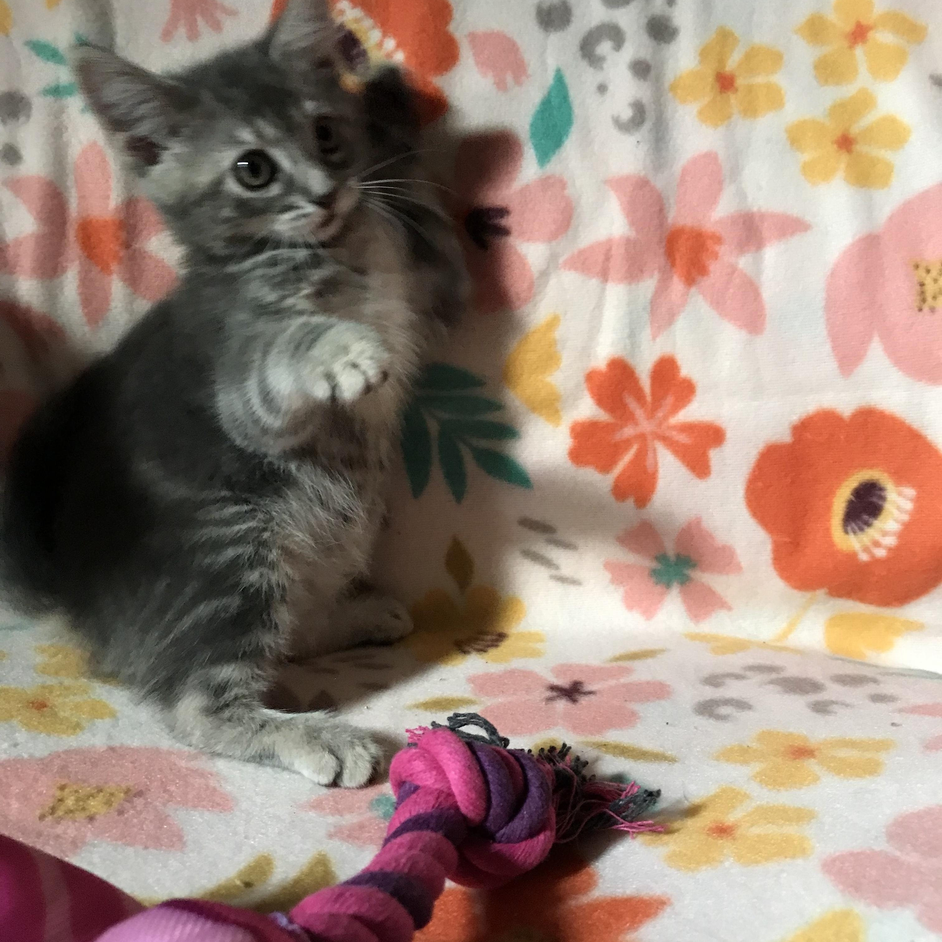 Enlarge Guinevere, a Adopted mixed breed in Memphis, TN image 3/6