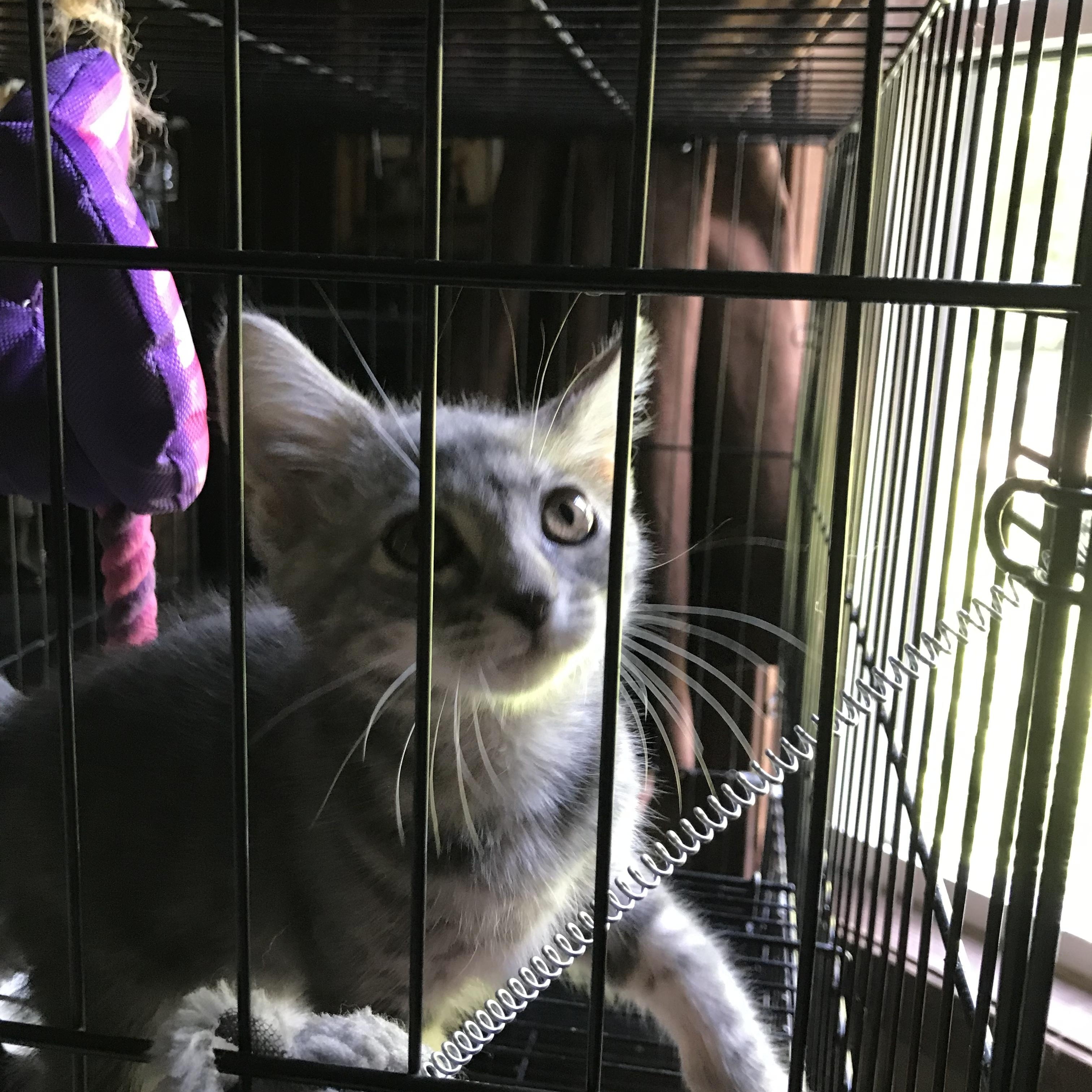 Enlarge Guinevere, a Adopted mixed breed in Memphis, TN image 5/6