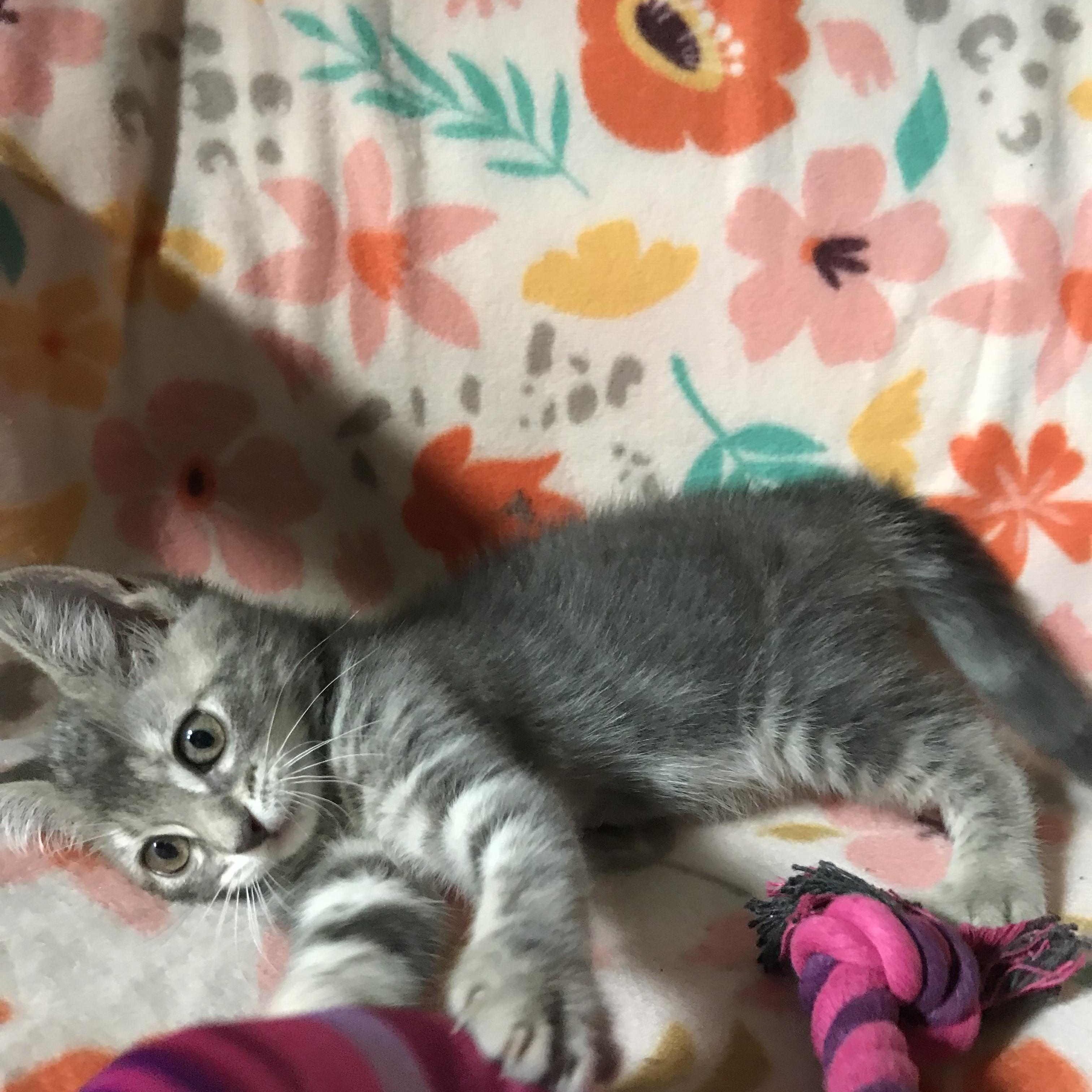 Enlarge Guinevere, a Adopted mixed breed in Memphis, TN image 6/6