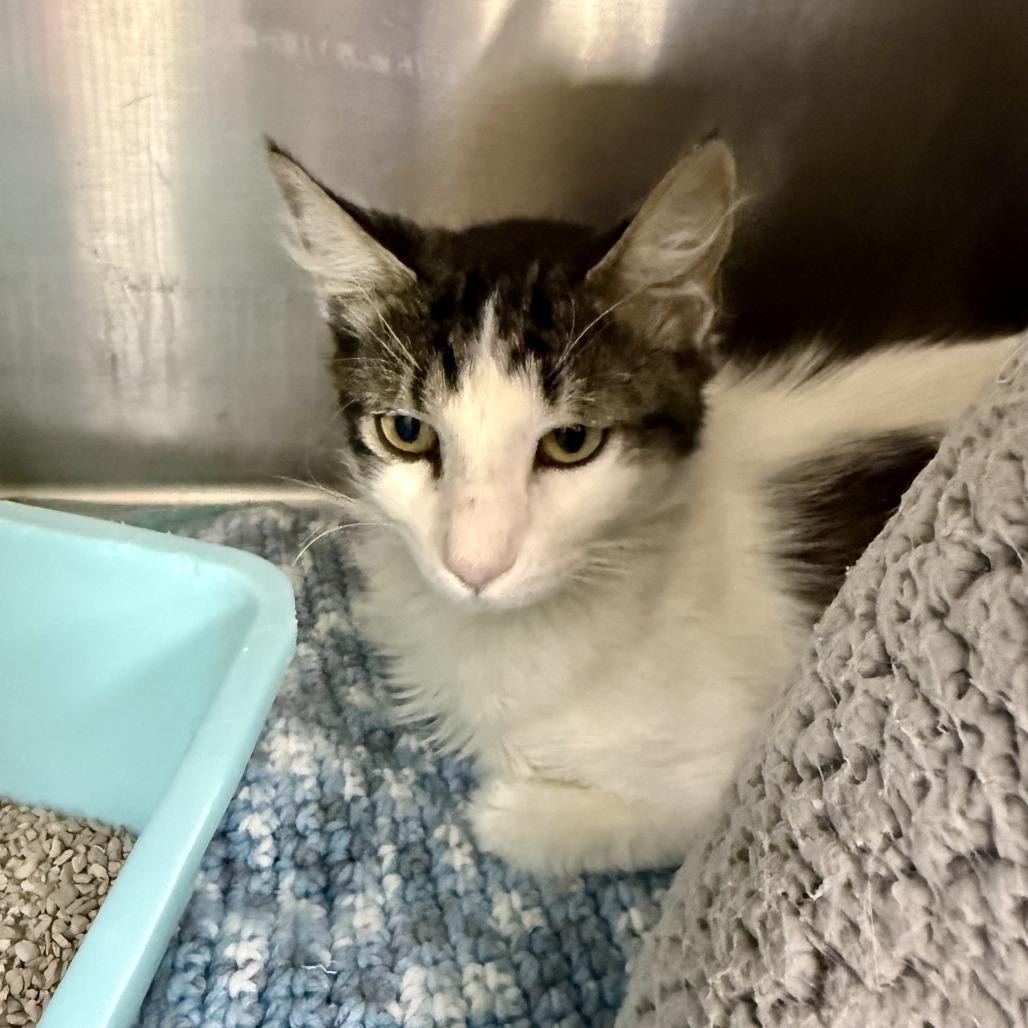 Lover Boy, Adoptable, Adult Male Domestic Medium Hair & Domestic Short Hair.
