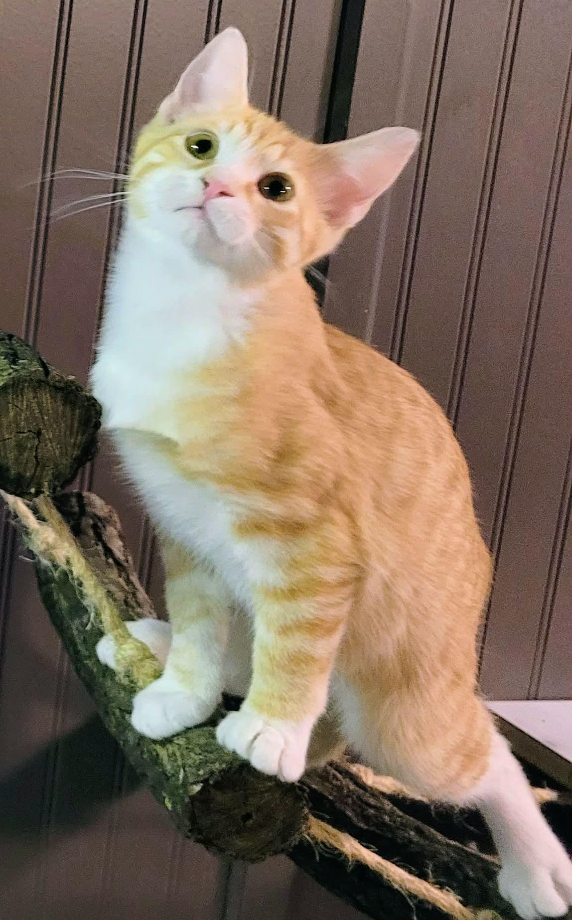 Tots — thumbnail 4