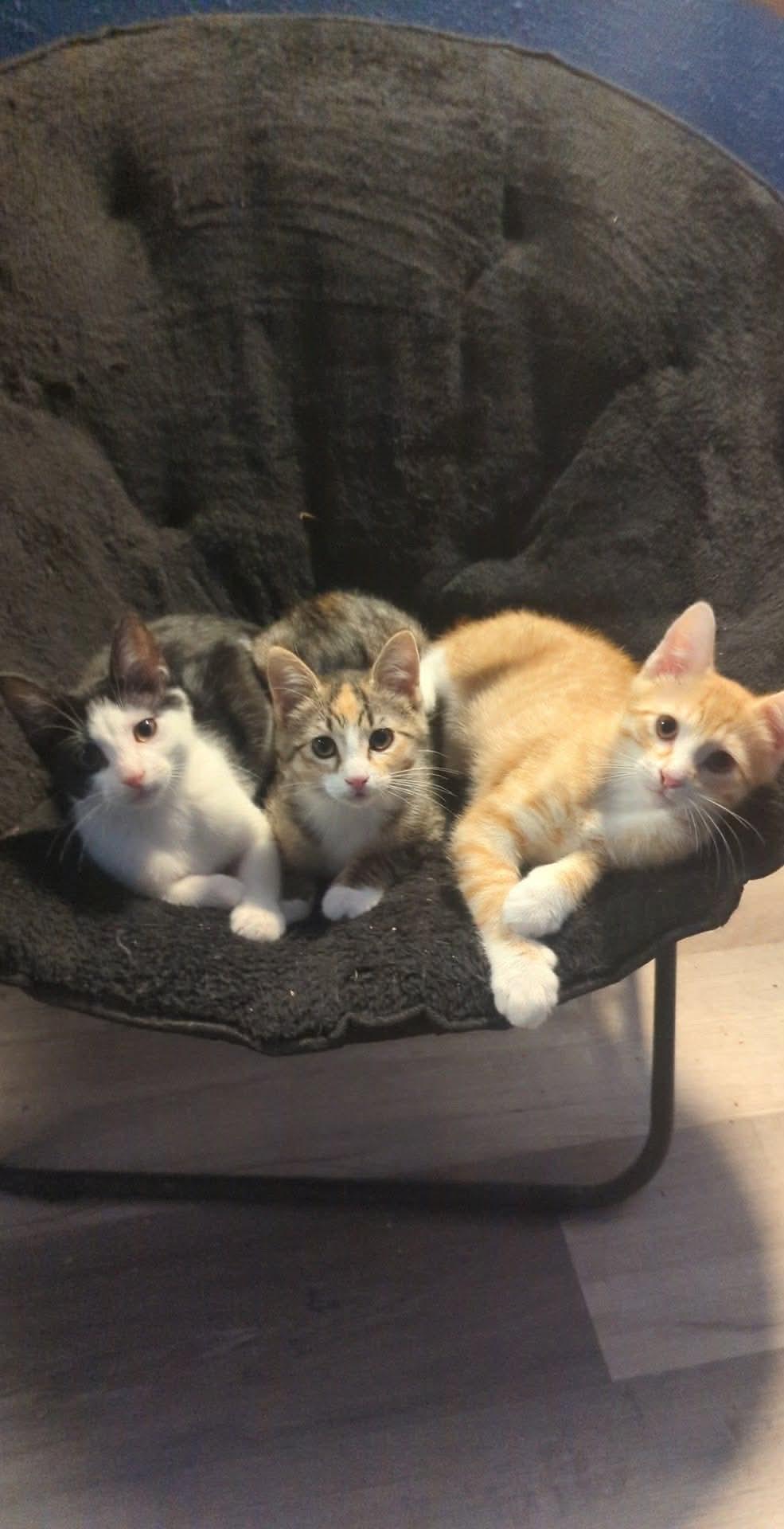 Tots — thumbnail 5