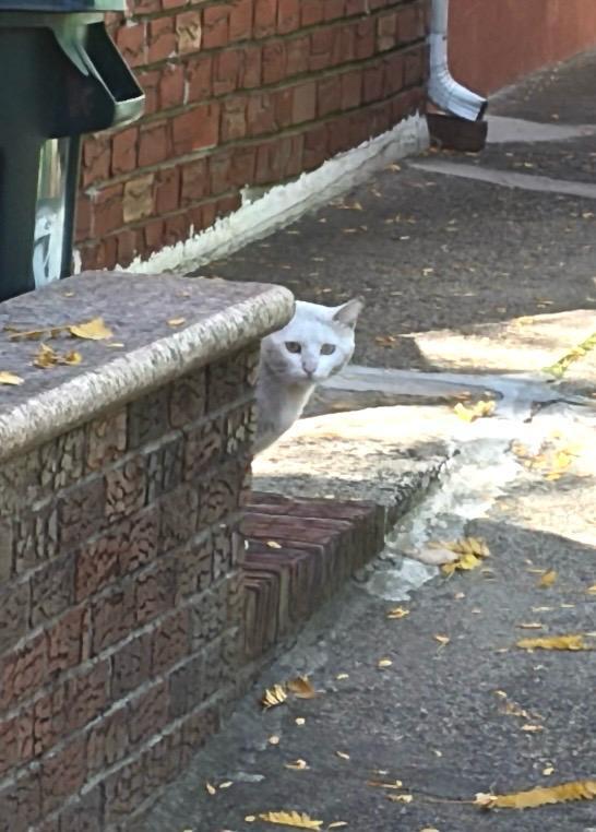 Enlarge Dustin, an adoptable Domestic Short Hair in Brooklyn, NY image 2/3