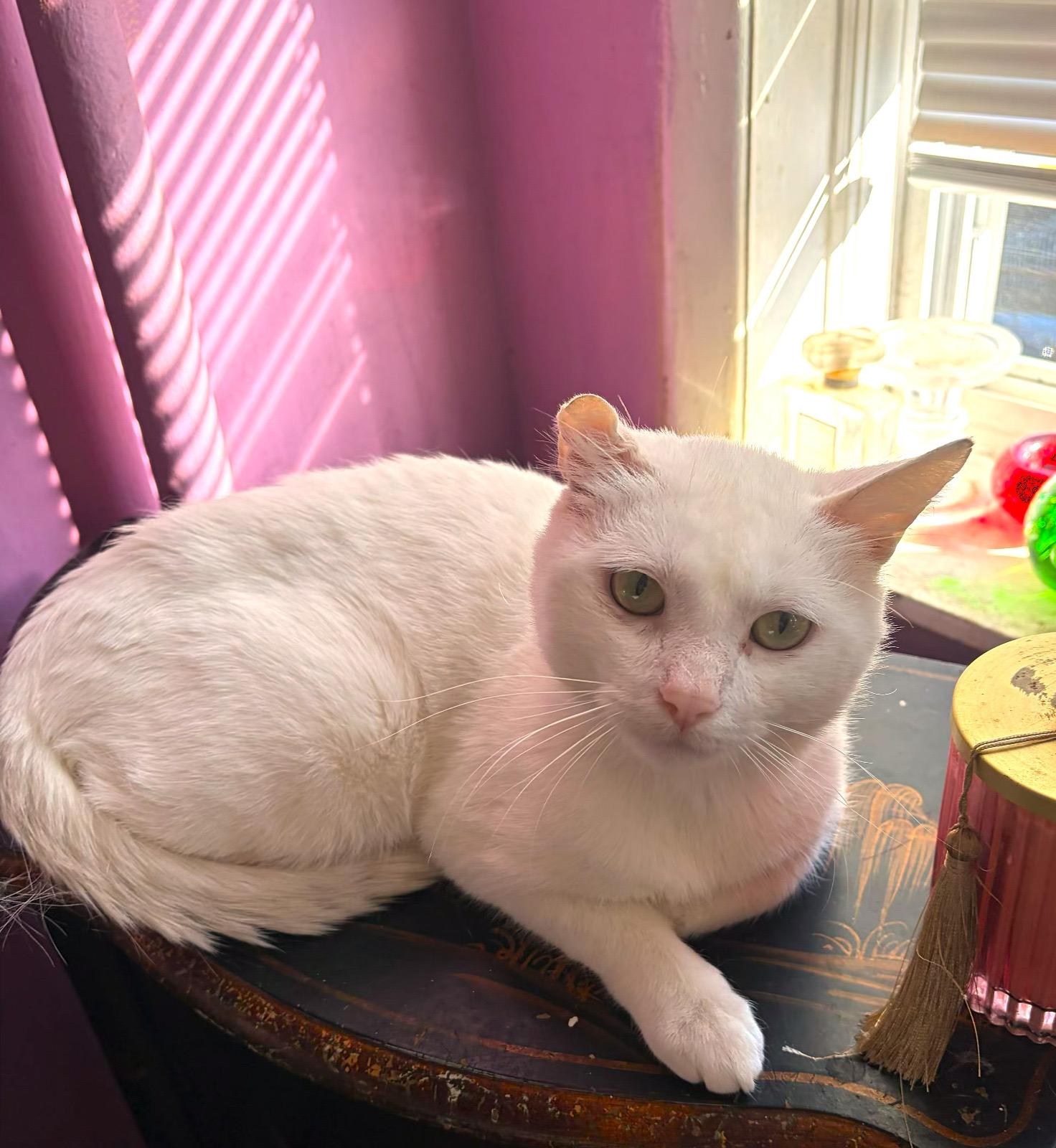 Enlarge Dustin, an adoptable Domestic Short Hair in Brooklyn, NY image 1/3