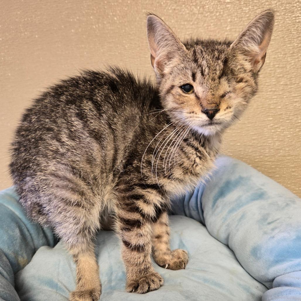 Thor, Adoptable, Kitten Male Domestic Short Hair.