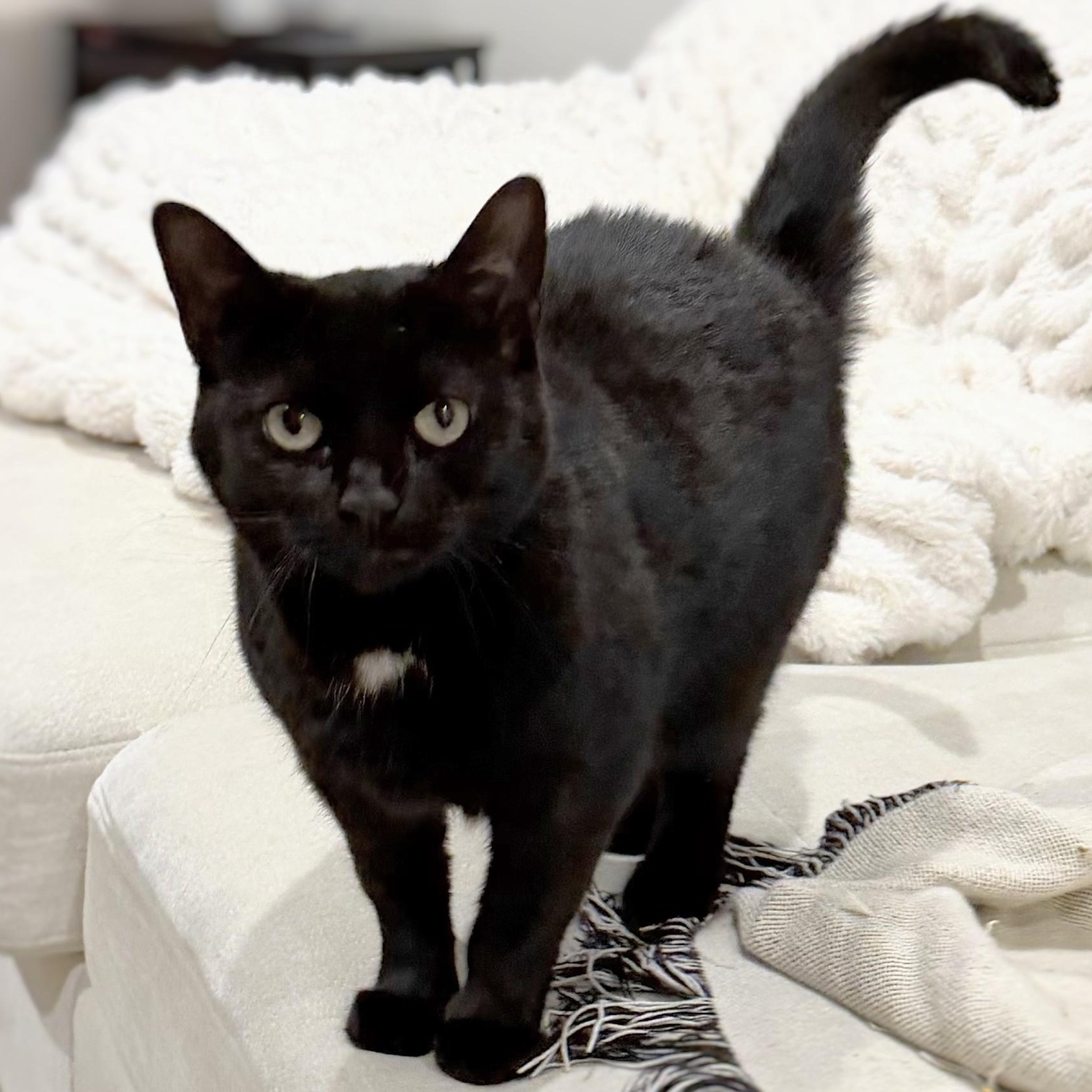Sabrina (reduced adoption fee), an adopted Domestic Short Hair in Melrose, MA image 1/6