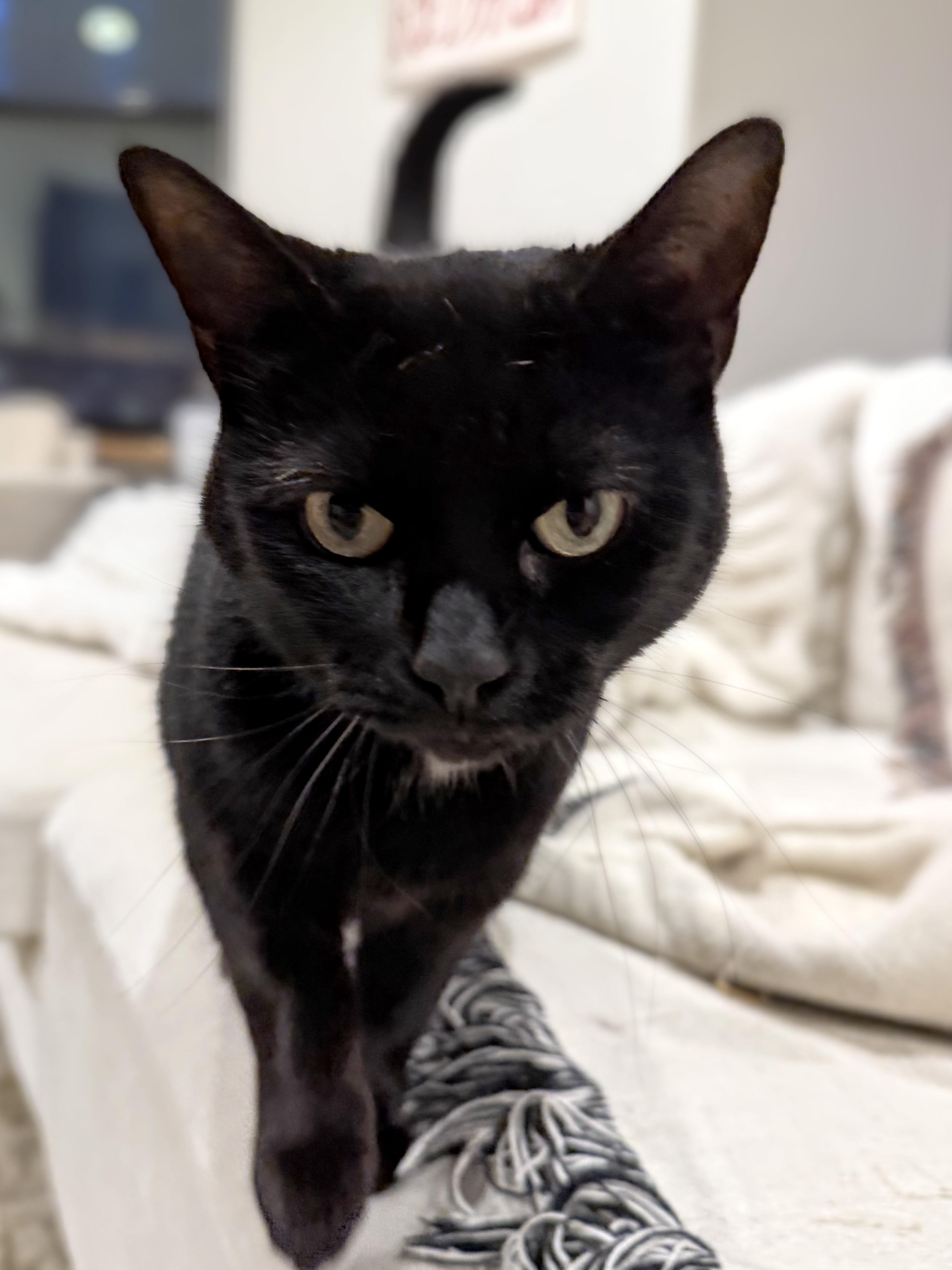 Sabrina (reduced adoption fee), an adopted Domestic Short Hair in Melrose, MA image 5/6