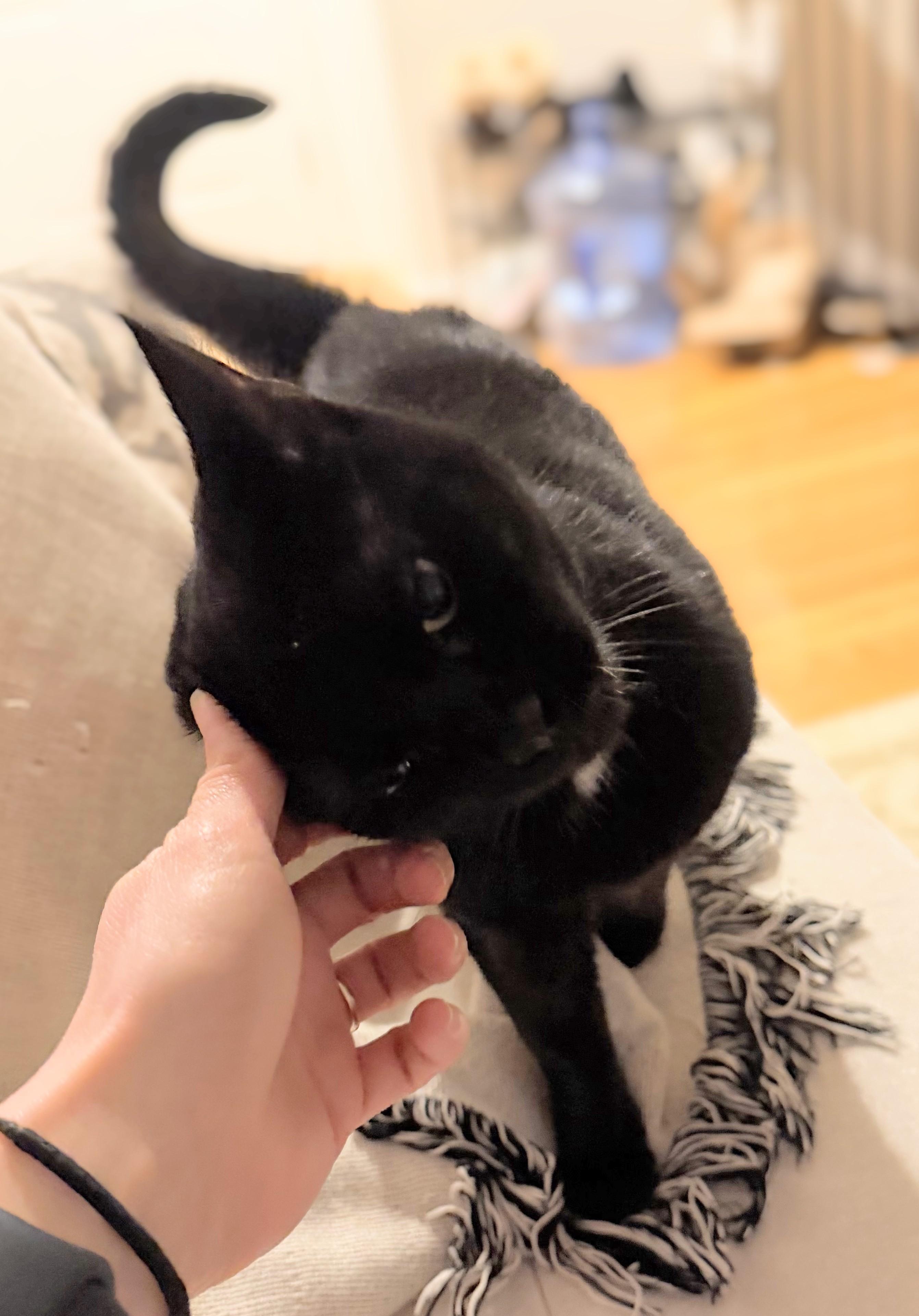 Sabrina (reduced adoption fee), an adopted Domestic Short Hair in Melrose, MA image 3/6