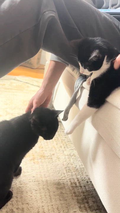 Enlarge Sabrina (reduced adoption fee), an adopted Domestic Short Hair in Melrose, MA video 2/6