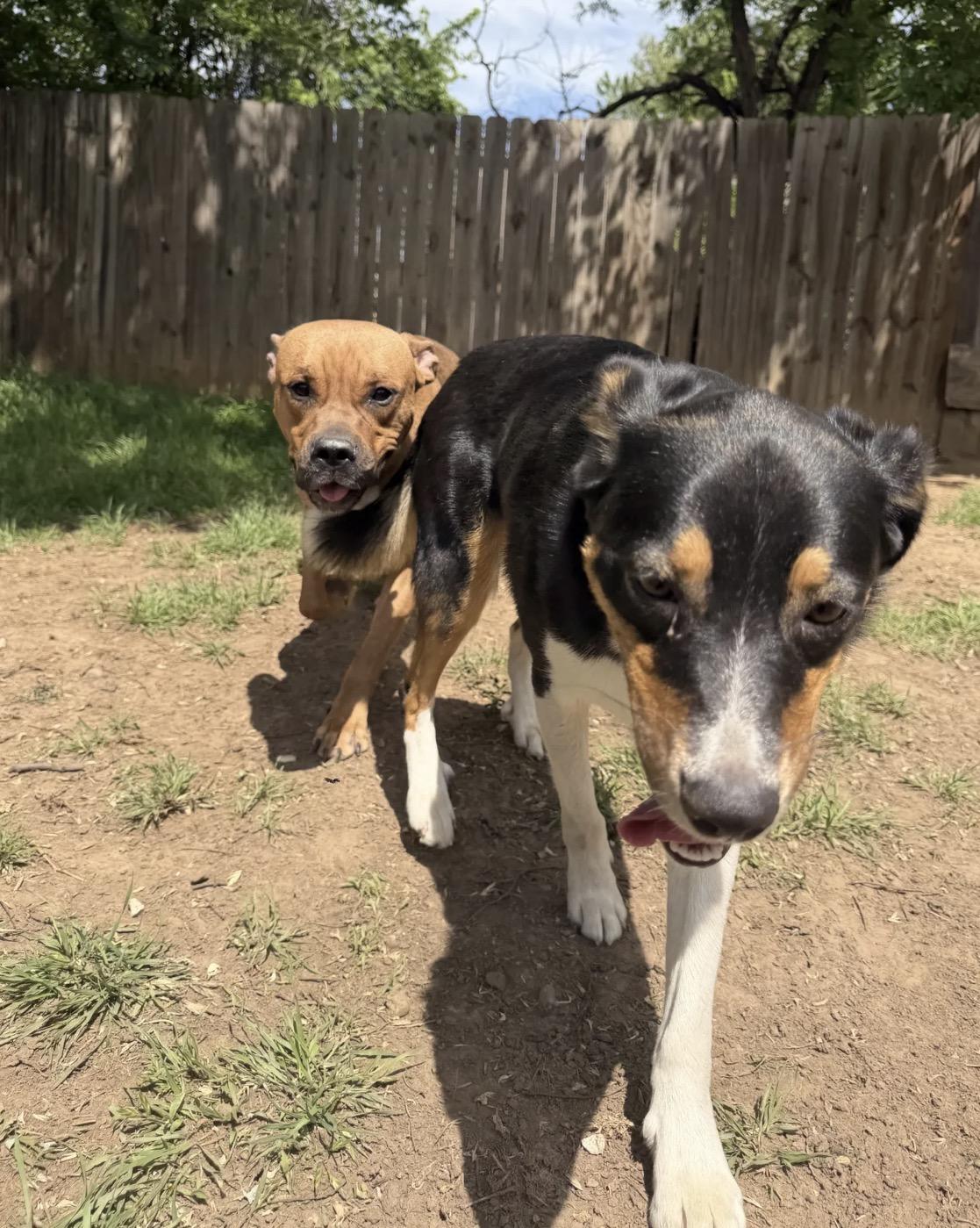 Enlarge Scoob, a Adoptable mixed breed in OKLAHOMA CITY, OK image 3/4