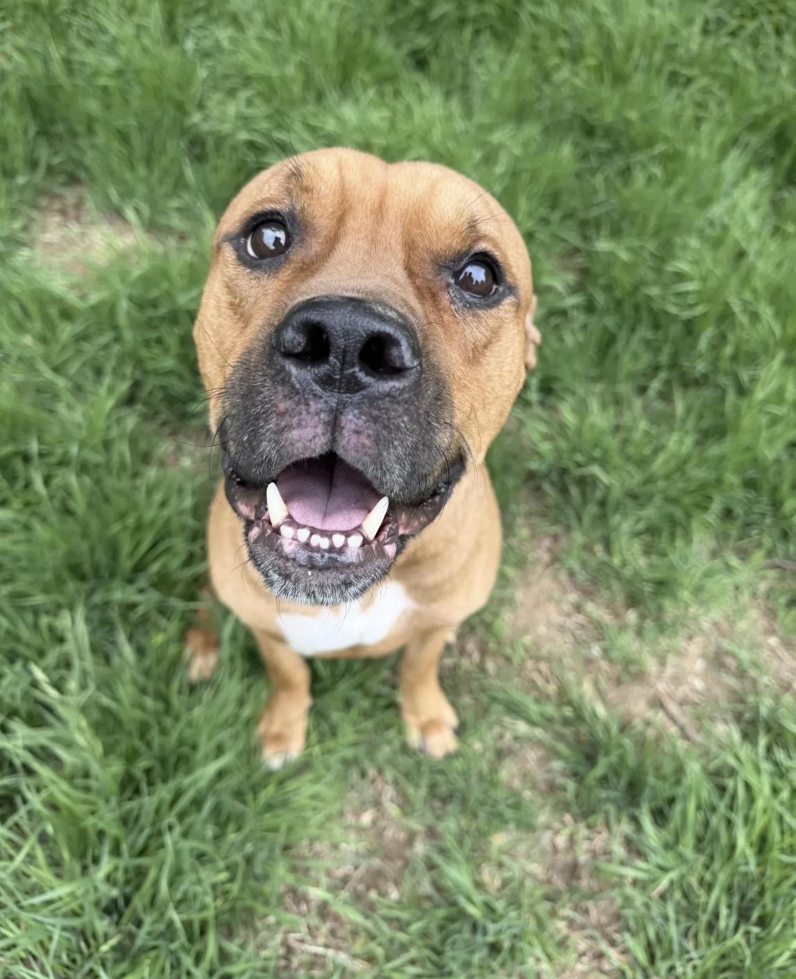 Scoob, Adoptable, Young Male Black Mouth Cur & Pit Bull Terrier.