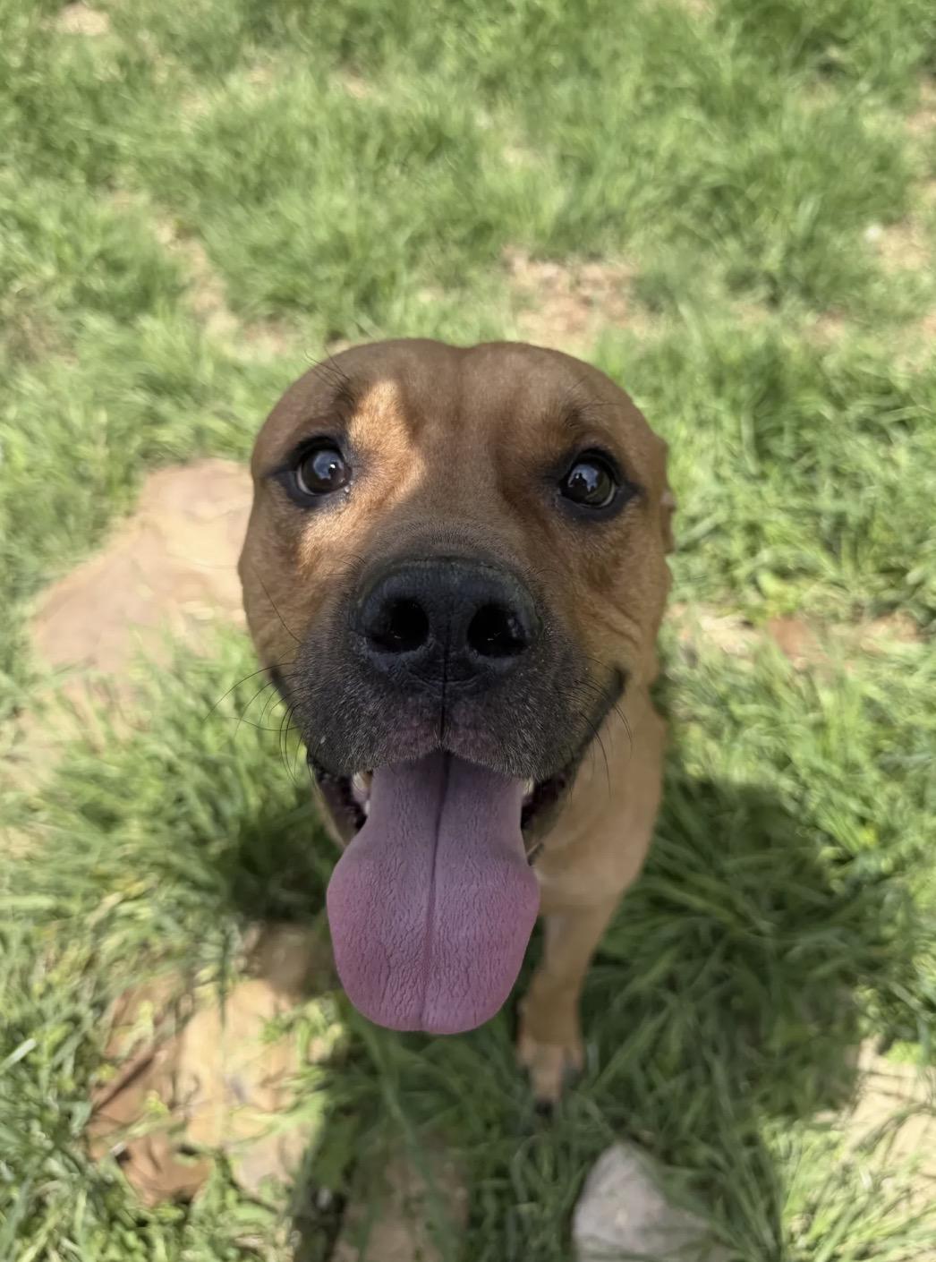 Enlarge Scoob, a Adoptable mixed breed in OKLAHOMA CITY, OK image 4/4