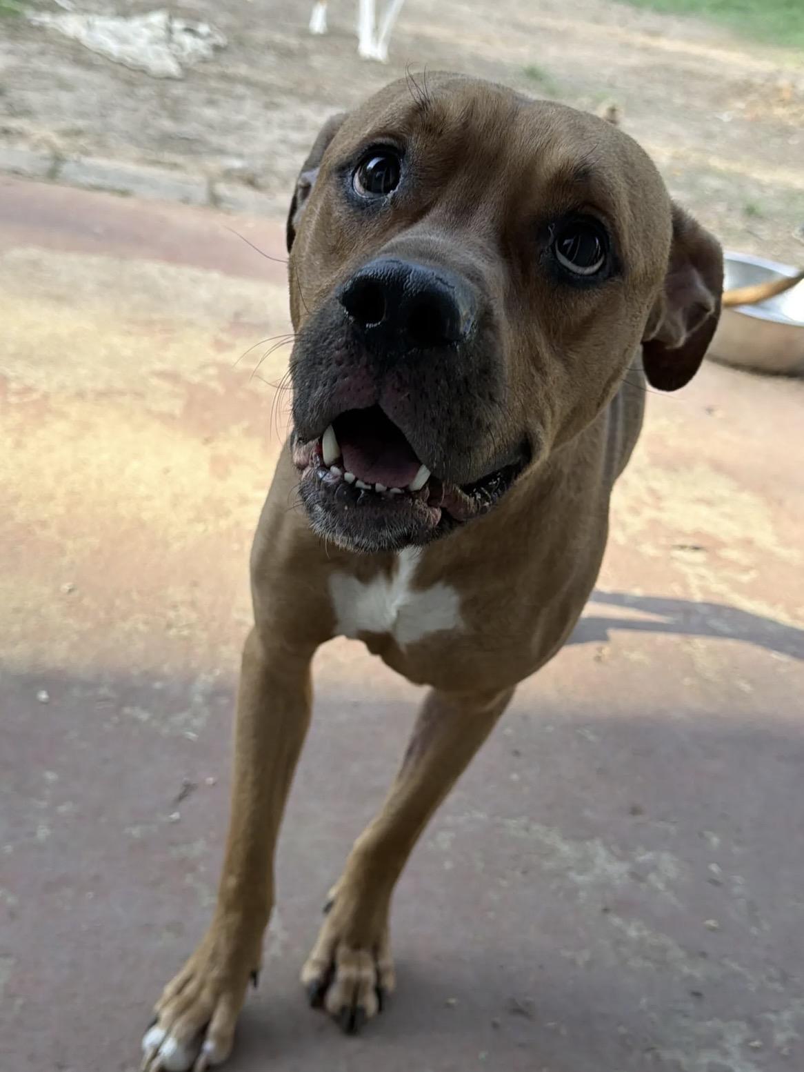 Enlarge Scoob, a Adoptable mixed breed in OKLAHOMA CITY, OK image 2/4