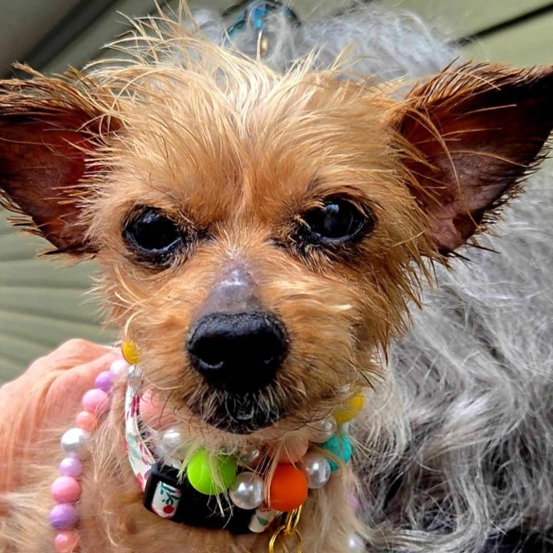 Jingle Berry, ADOPTABLE, Adult Female Yorkshire Terrier.