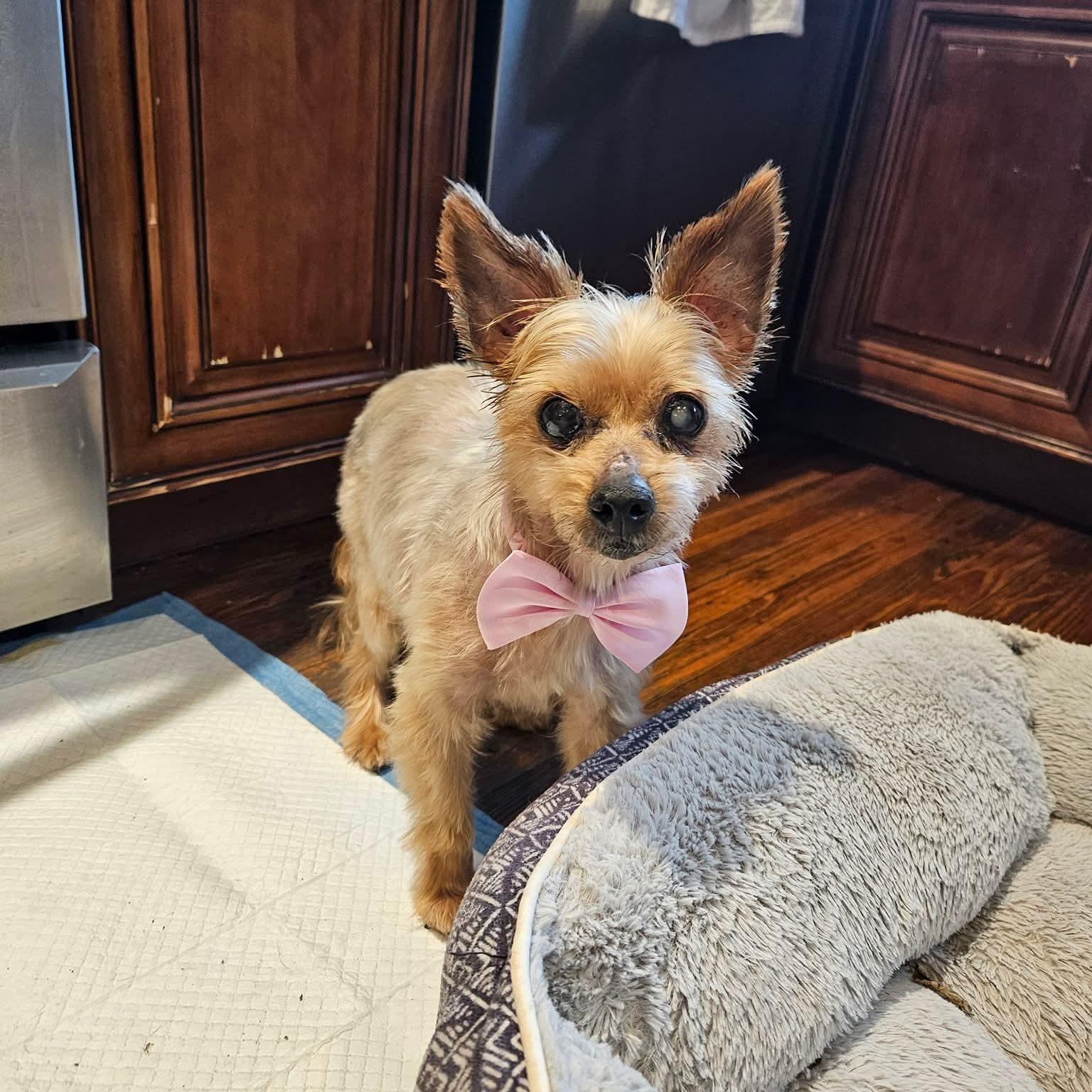 Enlarge Jingle Berry, a ADOPTABLE Yorkshire Terrier in Greenville, SC image 2/4