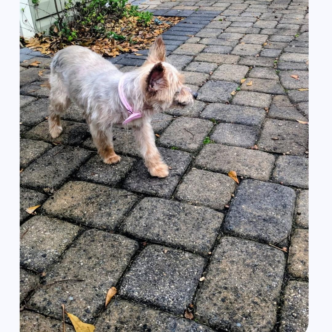 Enlarge Jingle Berry, a ADOPTABLE Yorkshire Terrier in Greenville, SC image 3/4