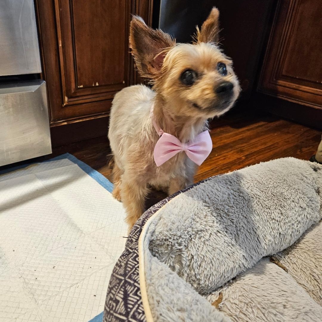 Enlarge Jingle Berry, a ADOPTABLE Yorkshire Terrier in Greenville, SC image 4/4