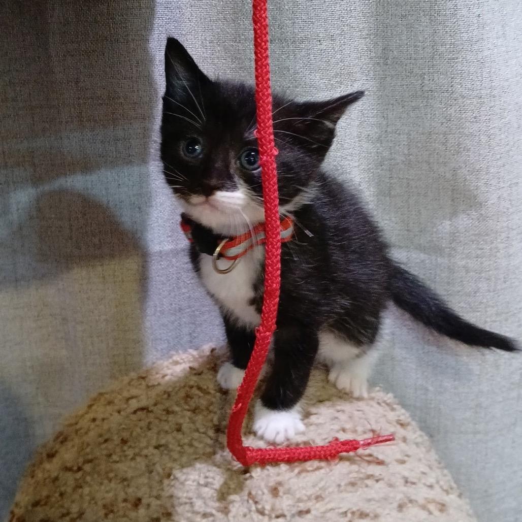 Froot Loops (red), a Adoptable Domestic Short Hair in Germantown, MD image 1/5