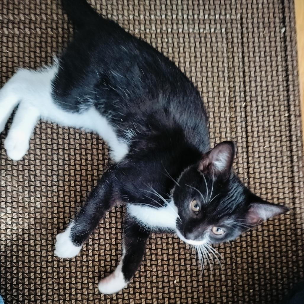 Froot Loops (red), a Adoptable Domestic Short Hair in Germantown, MD image 2/5