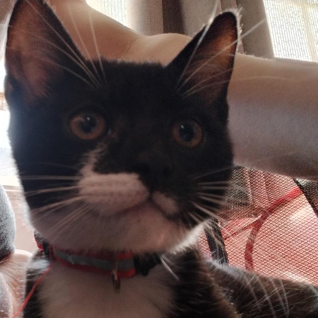 Froot Loops (red), a Adoptable Domestic Short Hair in Germantown, MD image 3/5