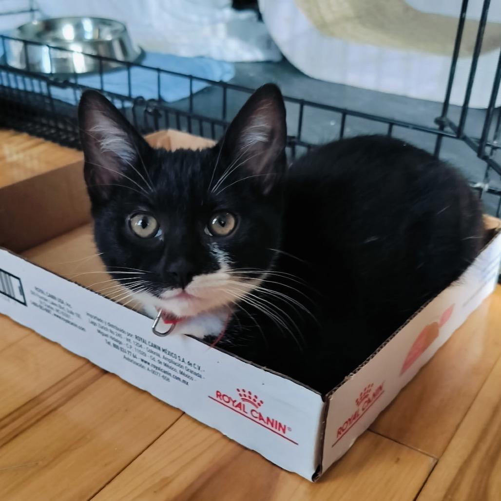 Froot Loops (red), a Adoptable Domestic Short Hair in Germantown, MD image 4/5