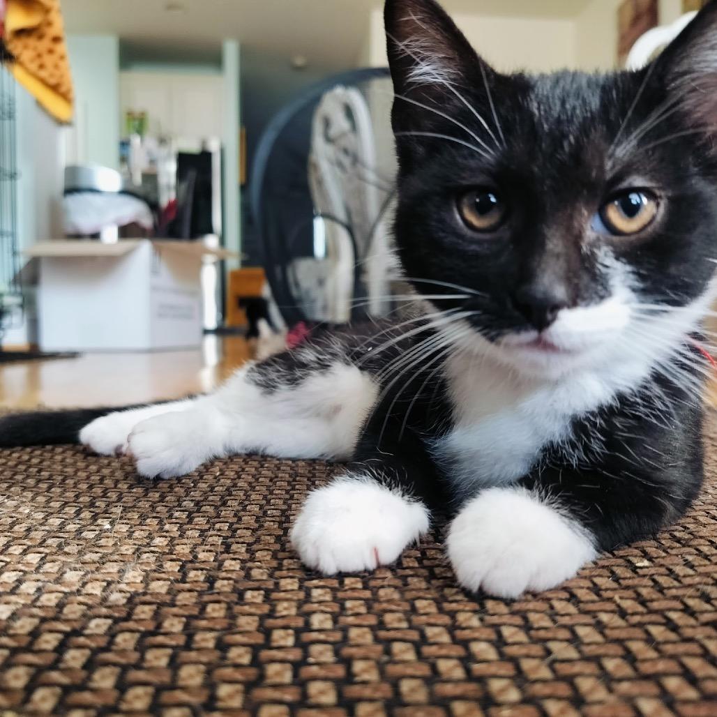 Froot Loops (red), Adoptable, Young Female Domestic Short Hair.