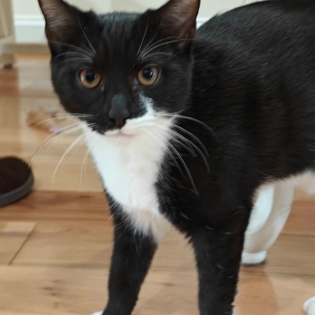 Enlarge Froot Loops (red), a Adoptable Domestic Short Hair in Germantown, MD image 6/6