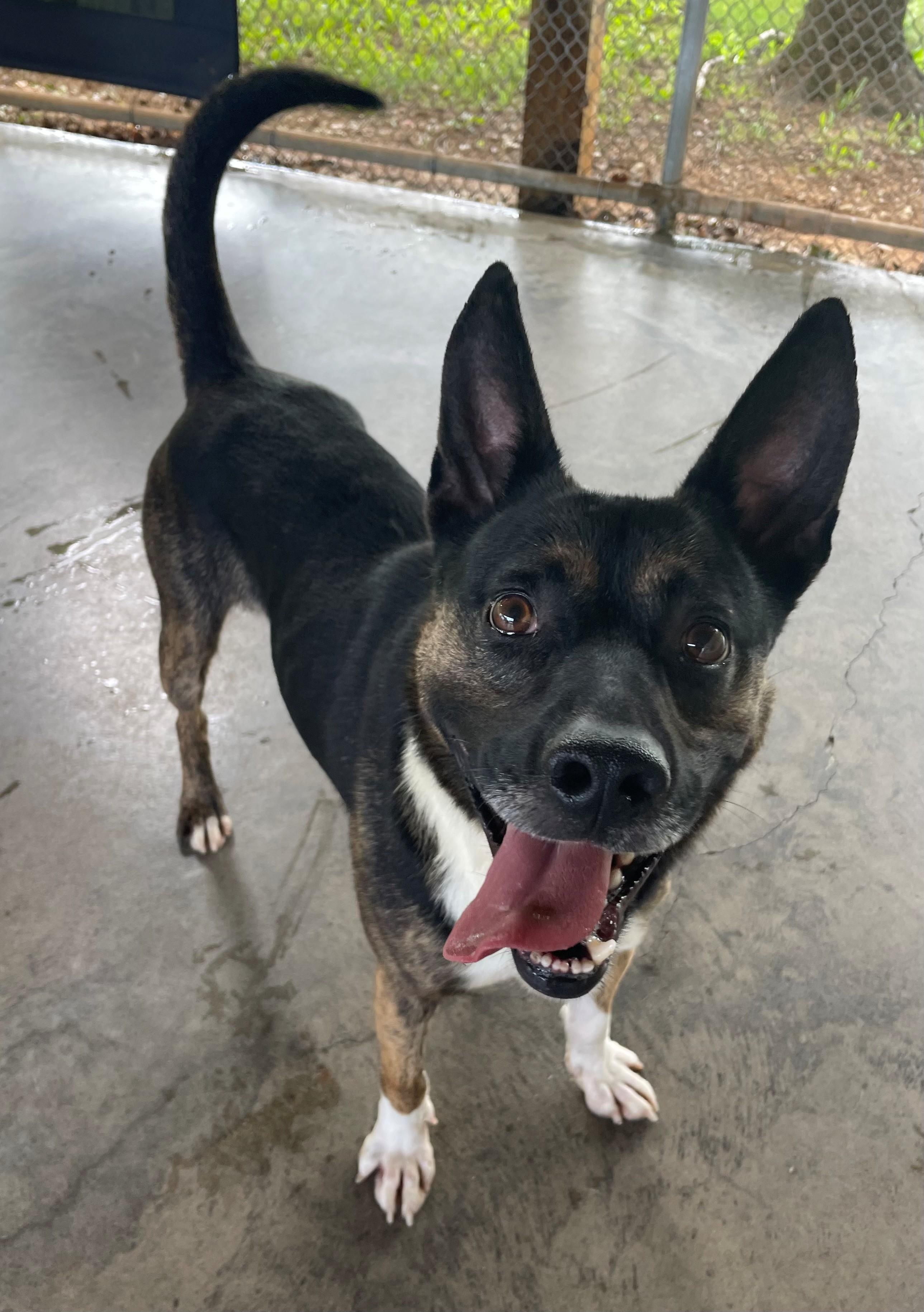 Enlarge Champ, an adopted mixed breed in Edinburg, VA image 1/2